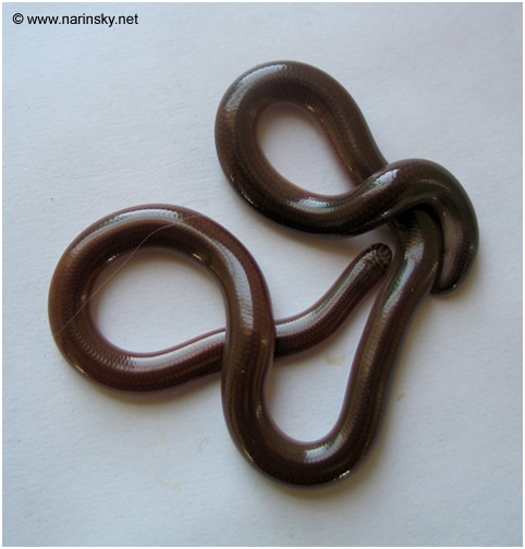נחשיל מצוי Typholops Vermicularis