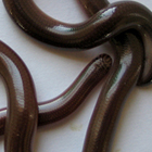 נחשיל מצוי Typholops Vermicularis
