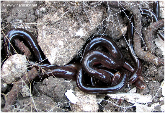 נחשיל מצוי Typholops Vermicularis