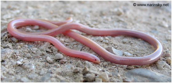 נימון דק Leptotyphlops macrorhynchus