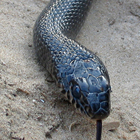 זעמן שחור Coluber jugularis
