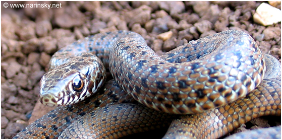 זעמן שחור Coluber jugularis