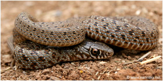 זעמן שחור Coluber jugularis