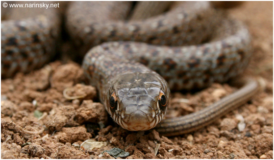 זעמן שחור Coluber jugularis