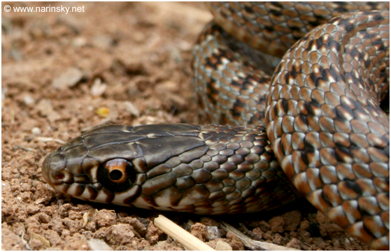 זעמן שחור Coluber jugularis