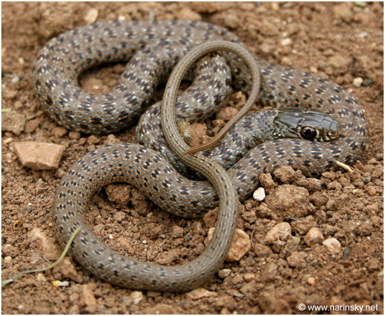 זעמן שחור Coluber jugularis