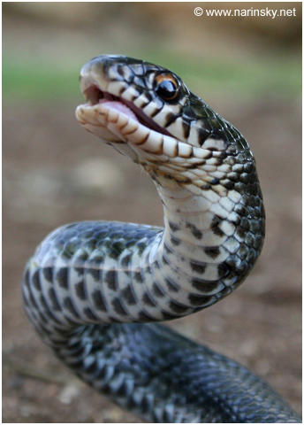 זעמן שחור Coluber jugularis