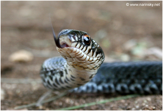 זעמן שחור Coluber jugularis