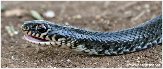 זעמן שחור Coluber jugularis