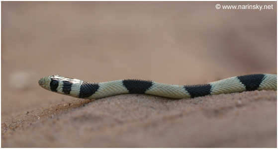 זעמן יפהפה Coluber elegantissimus