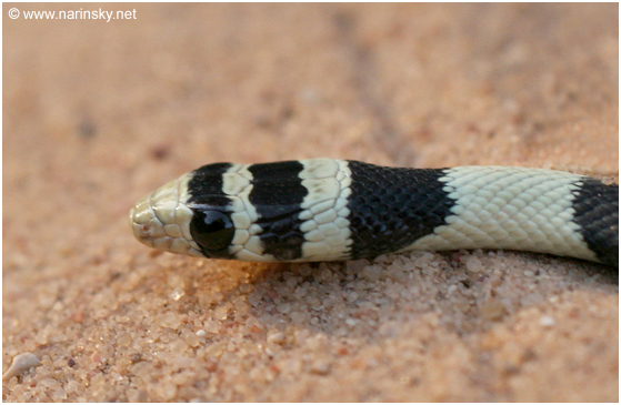 זעמן יפהפה Coluber elegantissimus