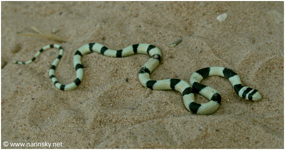 זעמן יפהפה Coluber elegantissimus