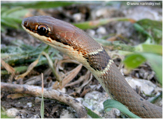 זעמן יפהפה Coluber rubriceps