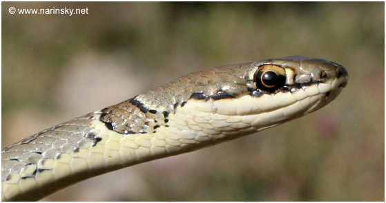 זעמן יפהפה Coluber rubriceps