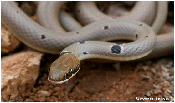 זעמן יפהפה Coluber rubriceps