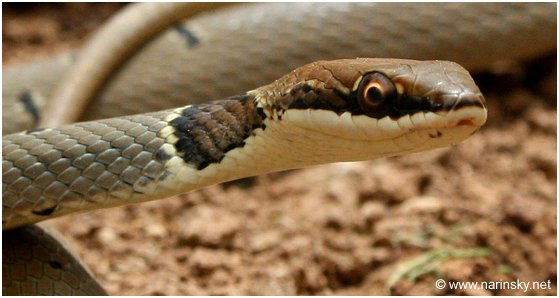 זעמן יפהפה Coluber rubriceps