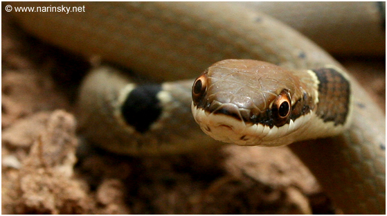 זעמן יפהפה Coluber rubriceps