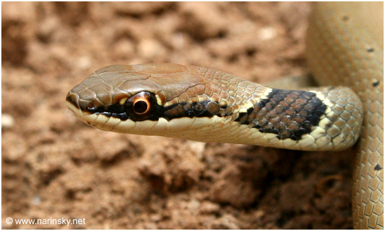 זעמן יפהפה Coluber rubriceps