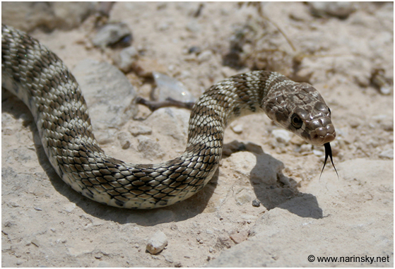 זעמן דק Coluber rhodorhachis