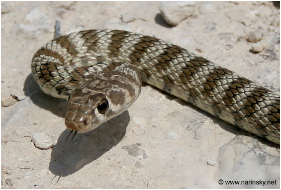 זעמן דק Coluber rhodorhachis