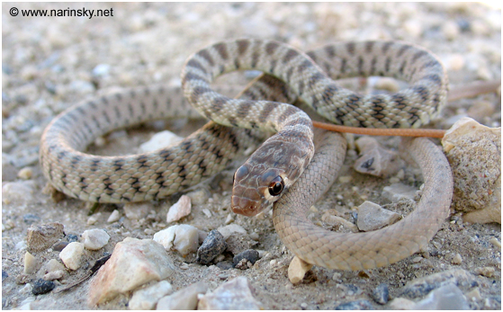 זעמן דק Coluber rhodorhachis