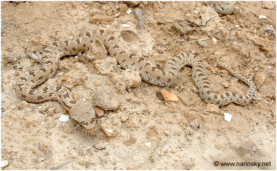 מטבעון מדבר Spalerosophis diadema