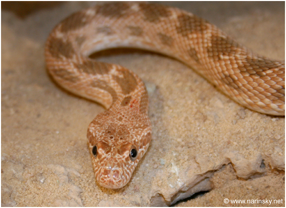 מטבעון מדבר Spalerosophis diadema