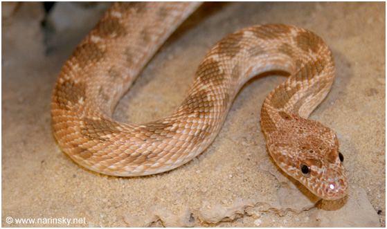 מטבעון מדבר Spalerosophis diadema