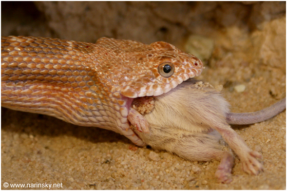 מטבעון מדבר Spalerosophis diadema