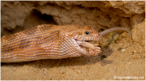 מטבעון מדבר Spalerosophis diadema