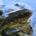 נחש מים משובץ Natrix tessellate
