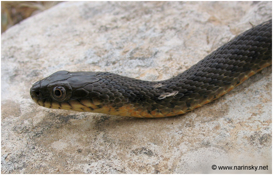 נחש מים משובץ Natrix tessellate
