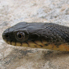 נחש מים משובץ Natrix tessellate