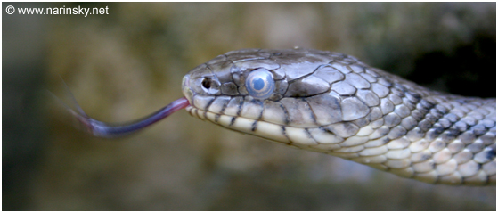 נחש מים משובץ Natrix tessellate