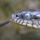 נחש מים משובץ Natrix tessellate