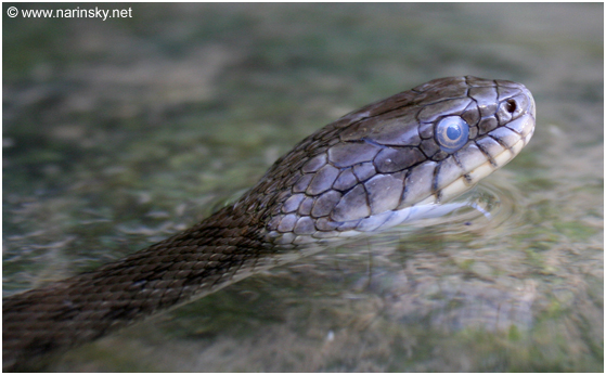 נחש מים משובץ Natrix tessellate
