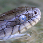 נחש מים משובץ Natrix tessellate