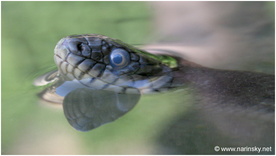 נחש מים משובץ Natrix tessellate
