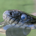 נחש מים משובץ Natrix tessellate
