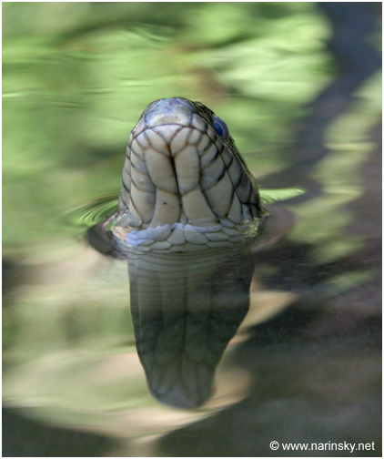 נחש מים משובץ Natrix tessellate