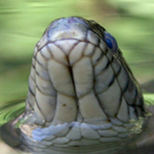 נחש מים משובץ Natrix tessellate