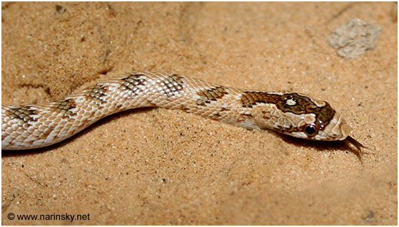 נחש חולות חרטומן Lytorhynchus diadema