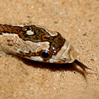 נחש חולות חרטומן Lytorhynchus diadema