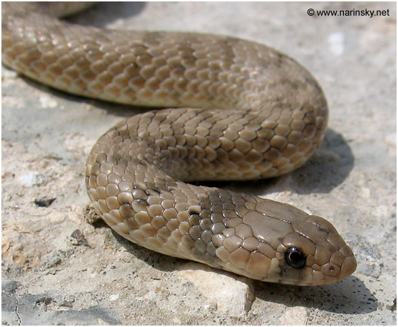 שלון אזורים Eirenis coronelloides
