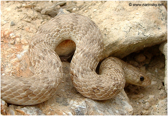שלון אזורים Eirenis coronelloides