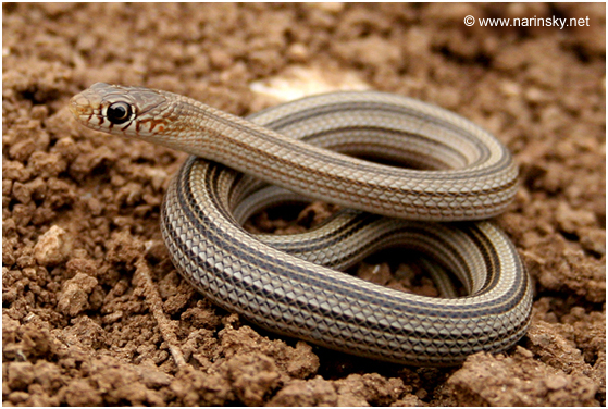 שלון קוים Eirenis decemlineata