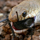 שלון קוים Eirenis decemlineata