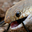 שלון קוים Eirenis decemlineata