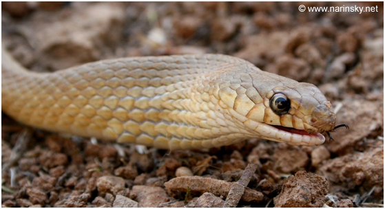 שלון קוים Eirenis decemlineata