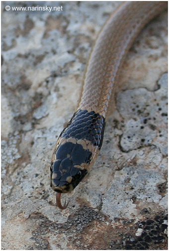 שלון טלוא ראש Eirenis rothi